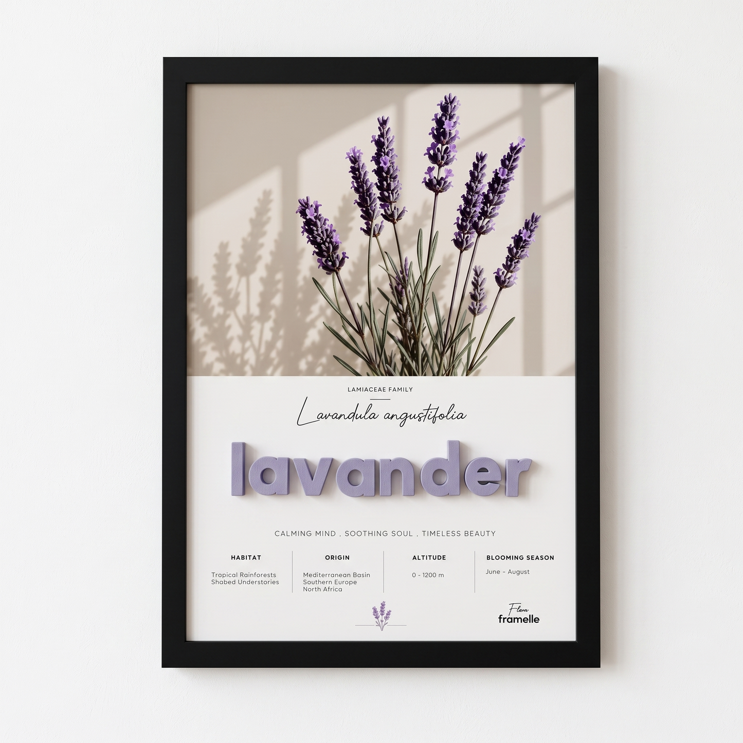 Lavander | 3D Botanik Tablo | Framelle Flora