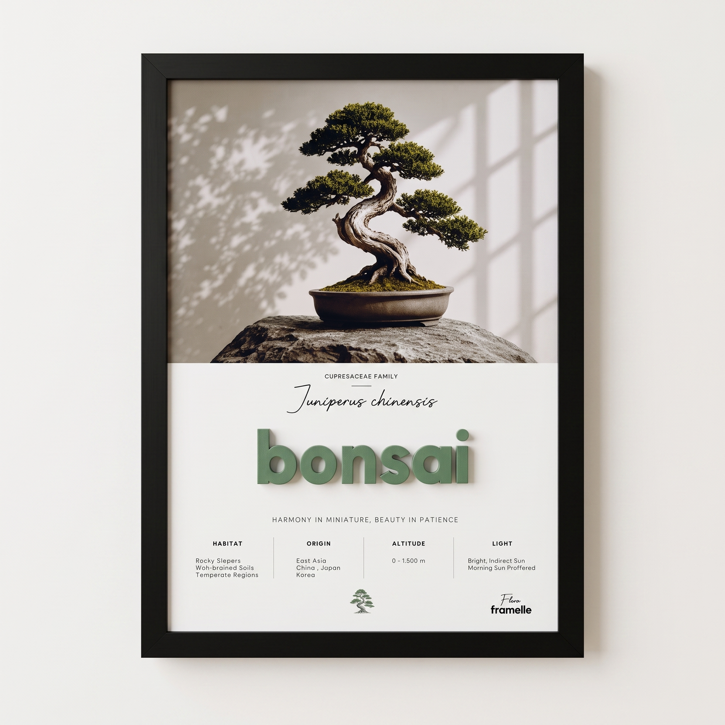 Bonsai | 3D Botanik Tablo | Framelle Flora