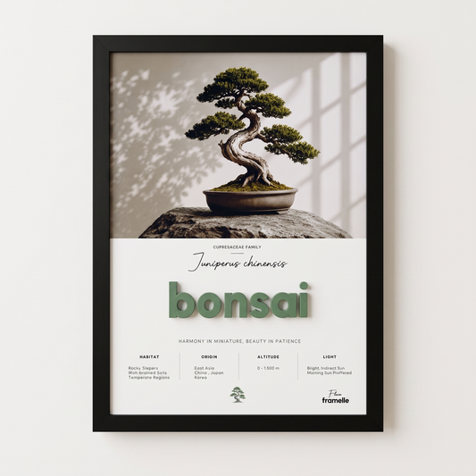 Bonsai | 3D Botanik Tablo | Framelle Flora