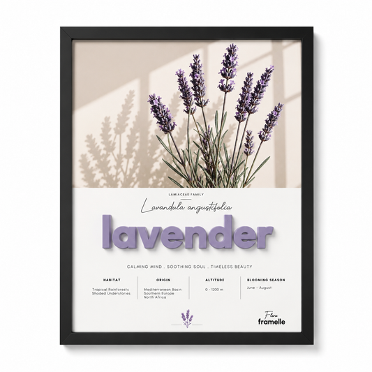 Lavander | 3D Botanik Tablo | Framelle Flora