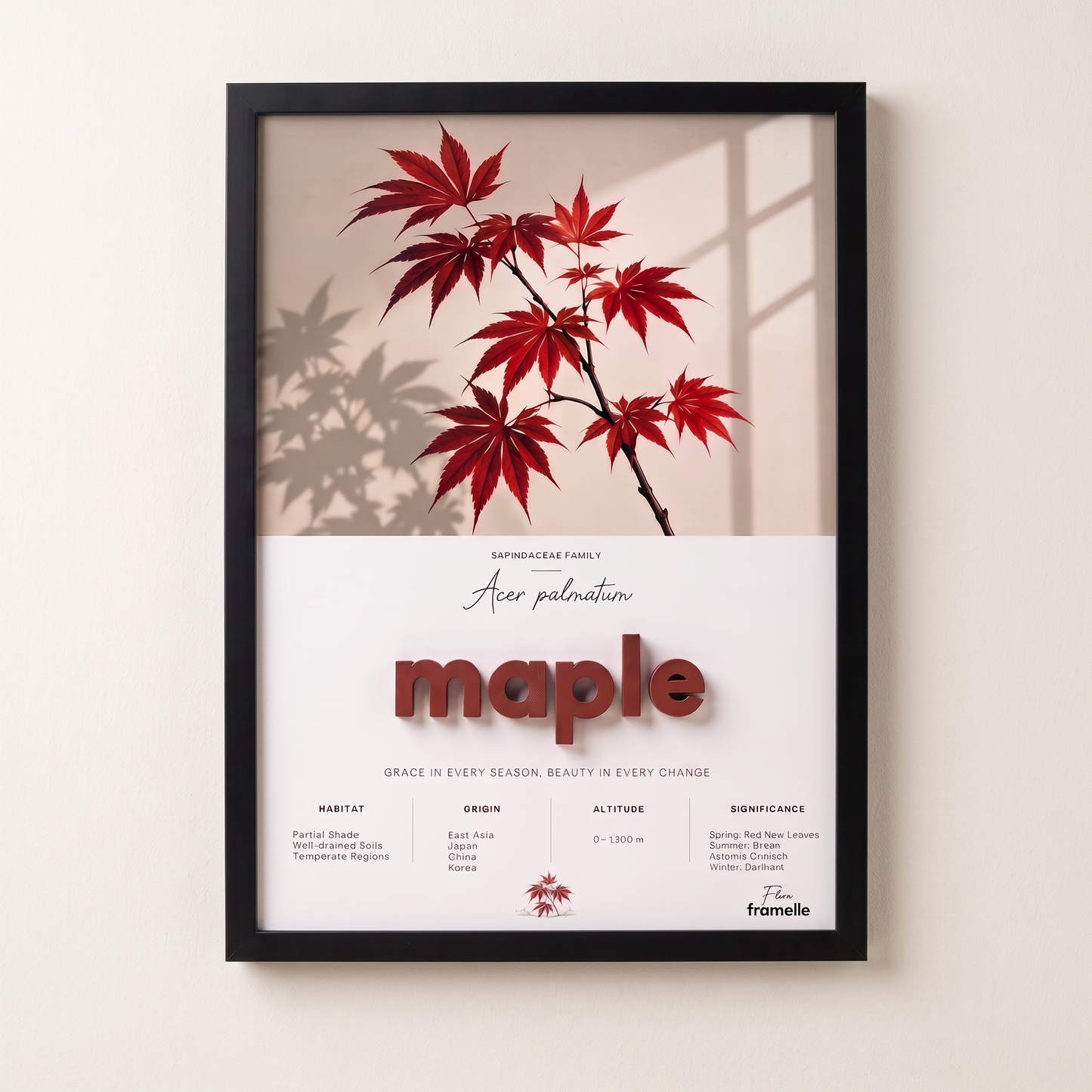 Maple (Acer palmatum) | 3D Botanik Tablo | Framelle Flora