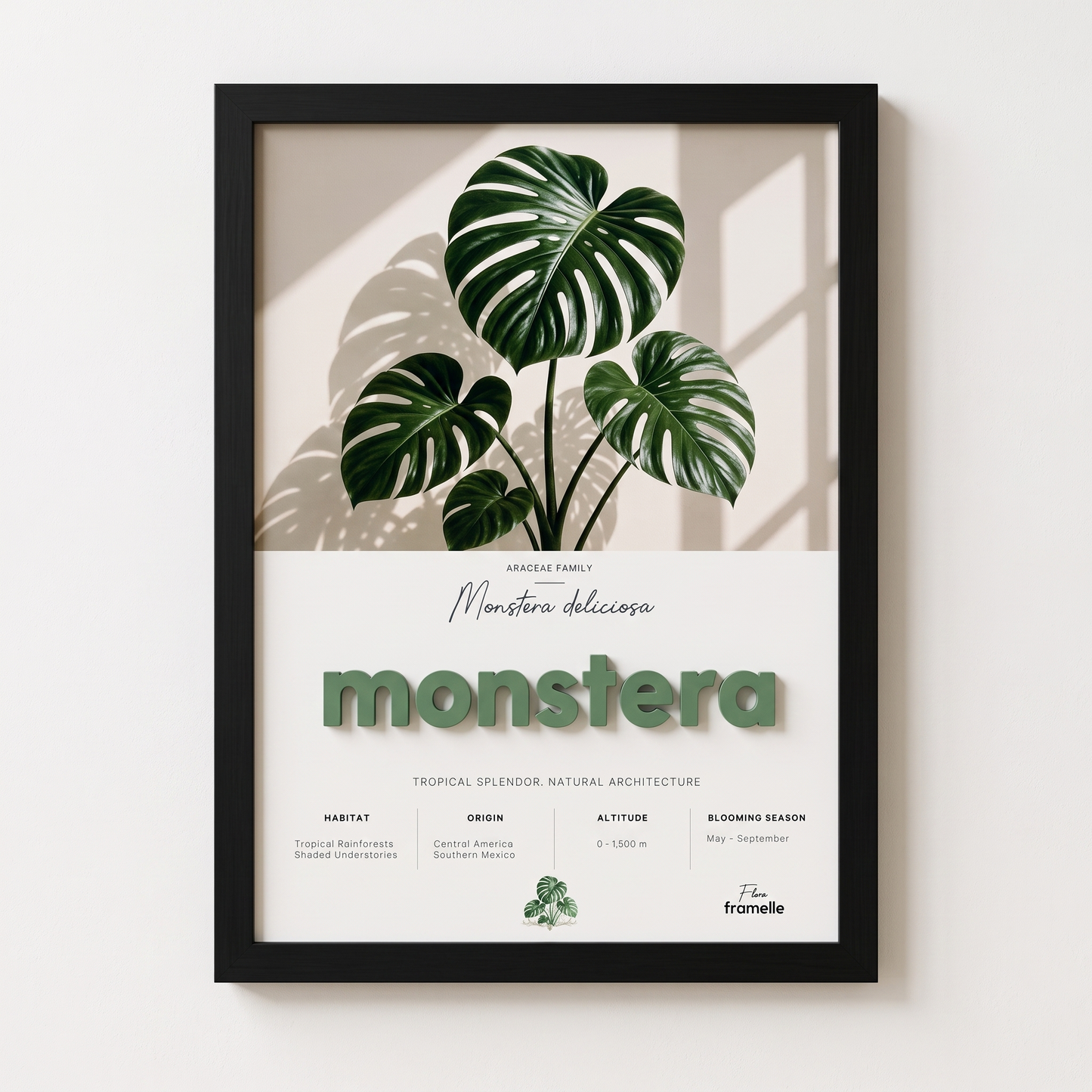 Monstera | 3D Botanik Tablo | Framelle Flora
