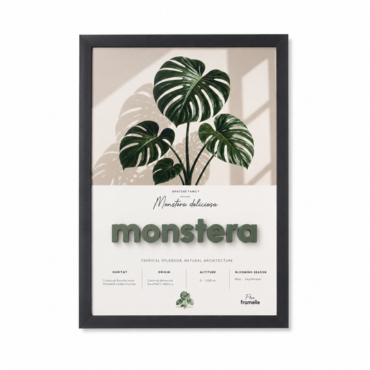 Monstera | 3D Botanik Tablo | Framelle Flora