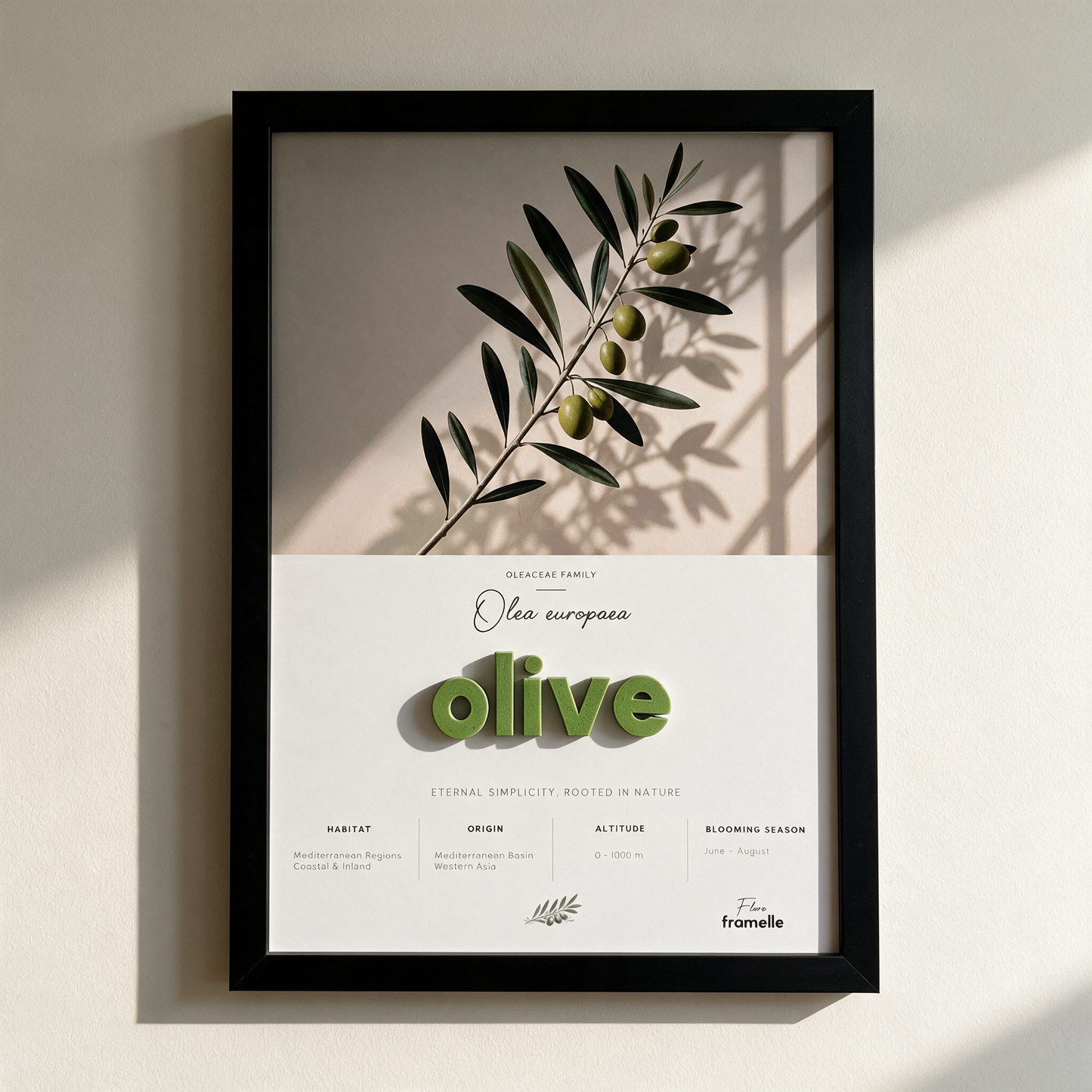 Olive | 3D Botanik Tablo | Framelle Flora