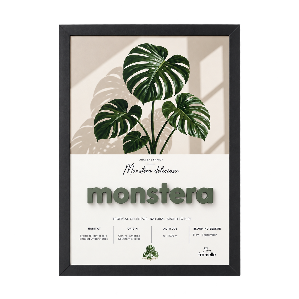 Monstera | 3D Botanik Tablo | Framelle Flora