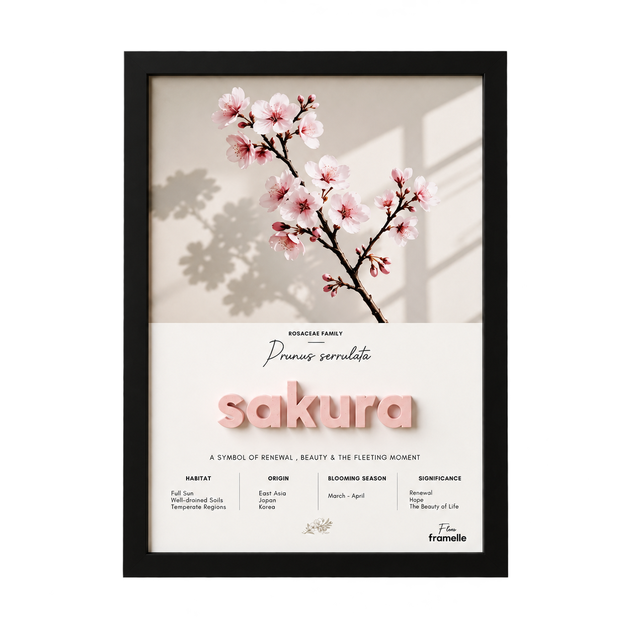 Sakura | 3D Botanik Tablo | Framelle Flora
