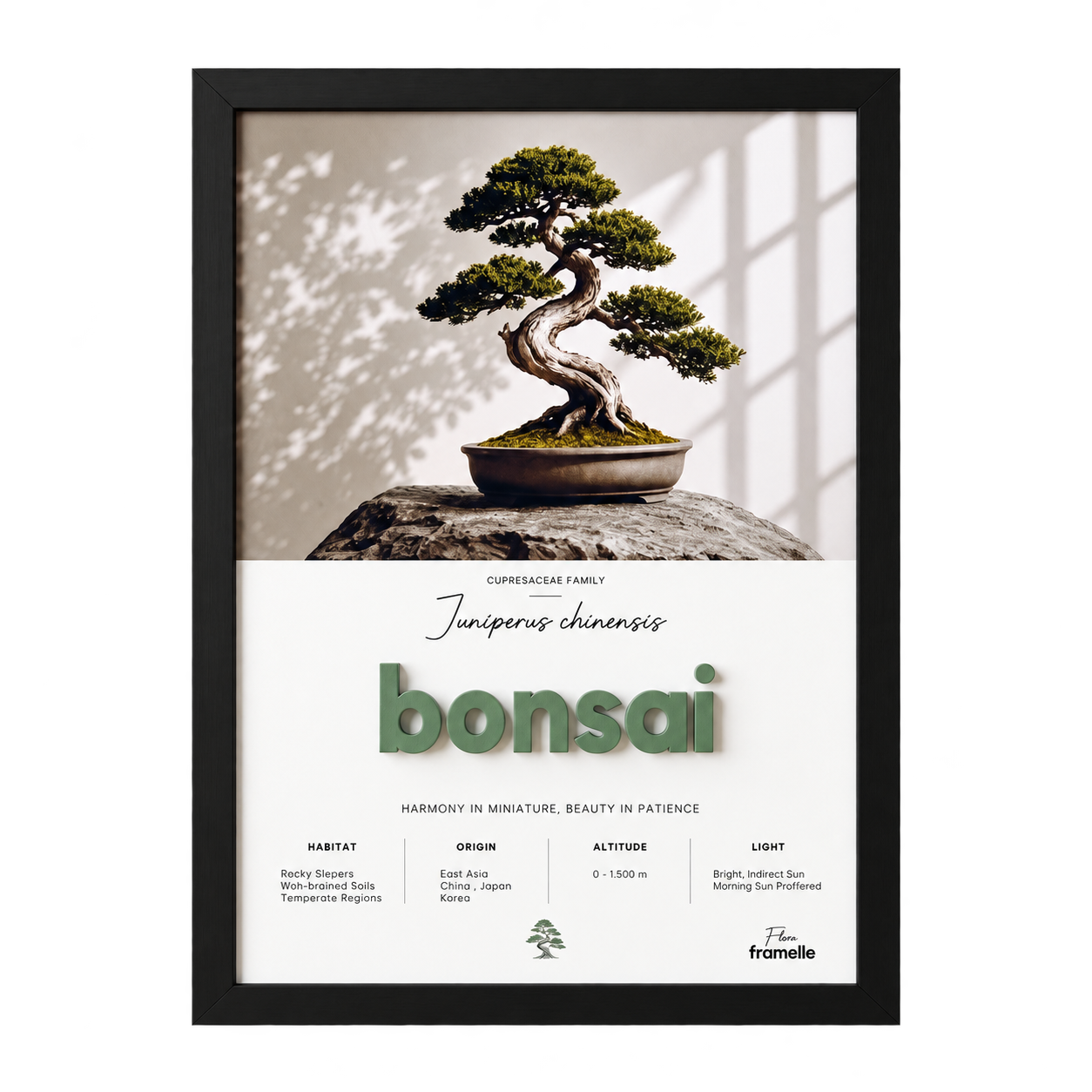 Bonsai | 3D Botanik Tablo | Framelle Flora