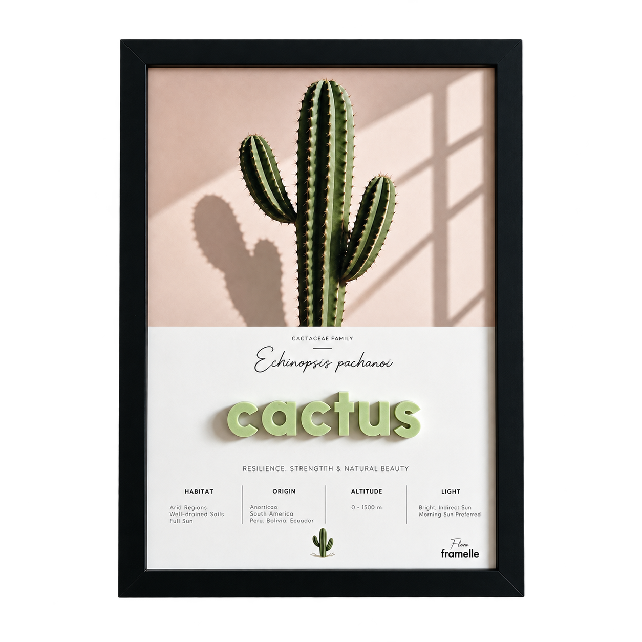Cactus | 3D Botanik Tablo | Framelle Flora