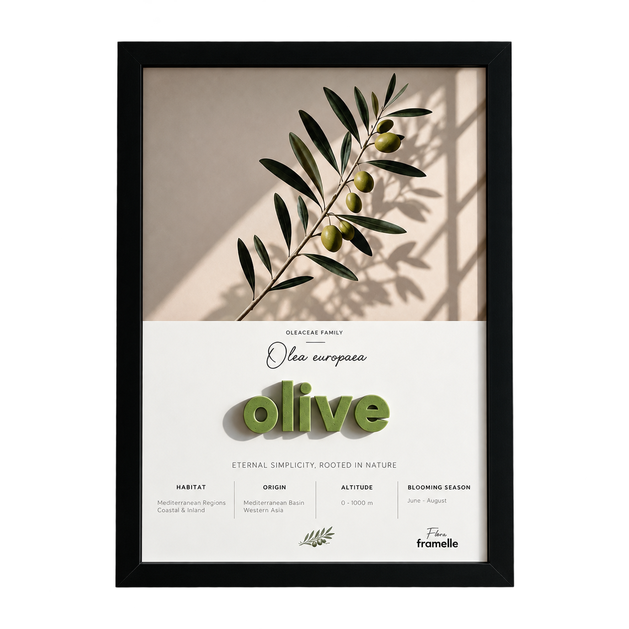 Olive | 3D Botanik Tablo | Framelle Flora